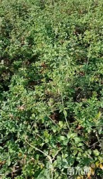 高度60厘米迎春花