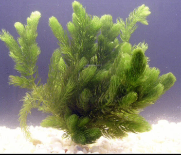 高度50厘米金鱼藻