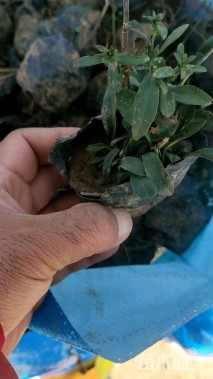 高度10厘米荷兰菊