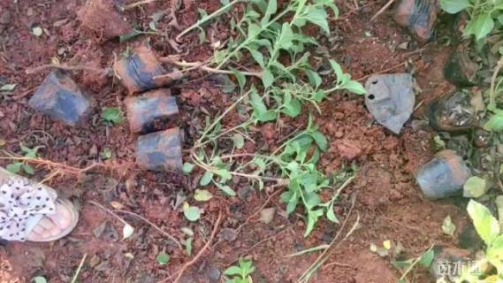 高度20厘米兰花鼠尾草