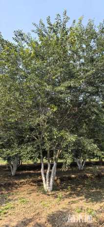 10公分(5杆)丛生朴树