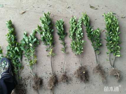 高度40厘米大叶黄杨小苗