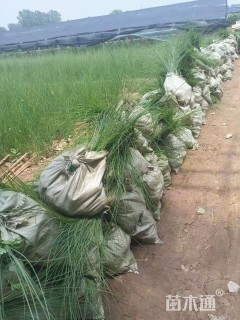 高度60厘米细叶芒