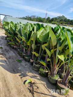 高度89厘米鹤望兰