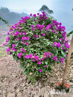 冠幅100厘米三角梅球