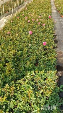 高度15厘米欧洲月季