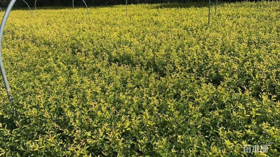 高度40厘米金禾女贞