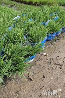 高度25厘米花叶芦竹