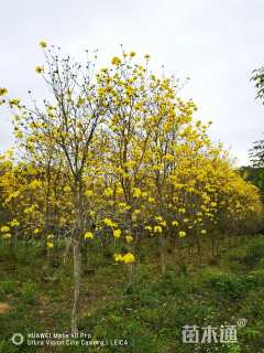 8公分黄花风铃木
