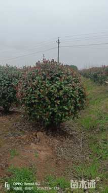 冠幅120厘米红叶石楠球