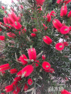 高度3000厘米美花红千层