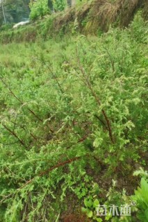 高度80厘米川柏