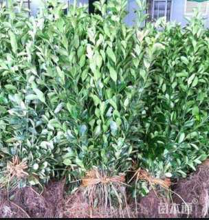 高度50厘米大叶黄杨