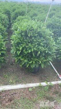 高度100厘米非洲茉莉球