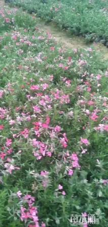 高度15厘米丛生福禄考