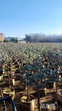 高度100厘米月季