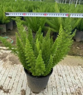 高度45厘米狐尾天门冬