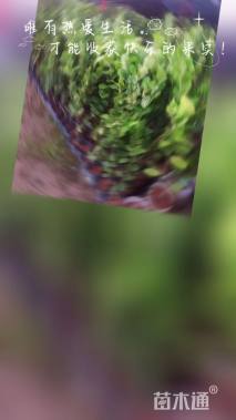 高度60厘米香水柠檬