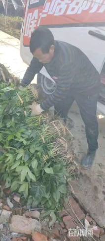 高度30厘米八角金盘小苗