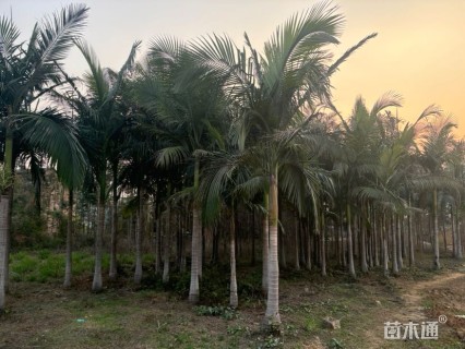 裸干高400厘米假槟榔