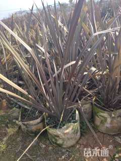 高度60厘米新西兰亚麻