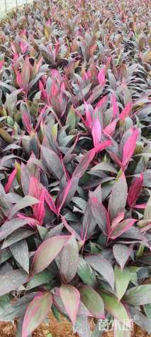 高度30厘米红叶朱蕉