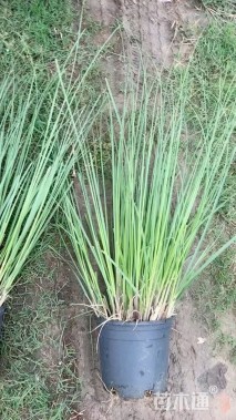 高度80厘米矮蒲苇