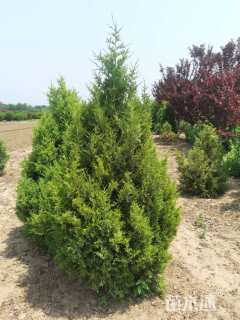 高度250厘米塔柏