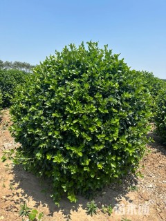 冠幅150厘米卫矛球