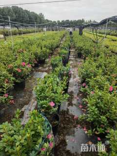 高度50厘米杜鹃