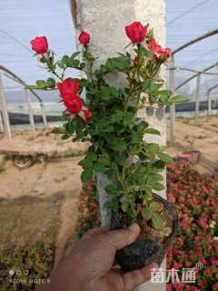 高度20厘米玫瑰