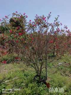 高度200厘米琴叶珊瑚