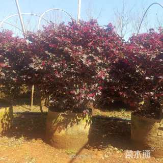 冠幅60厘米红花继木球