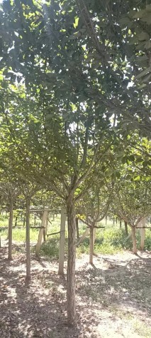 10公分高杆樱花