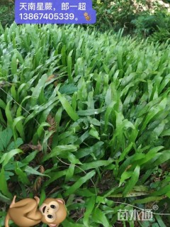 高度35厘米蓝星蕨