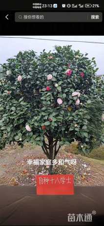 高度360厘米山茶花