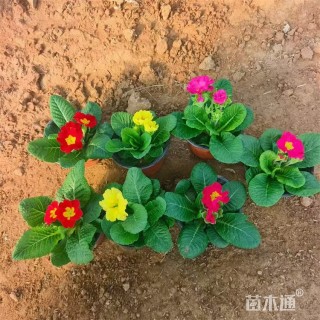 高度15厘米报春花