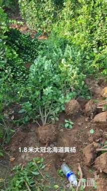 高度180厘米北海道黄杨