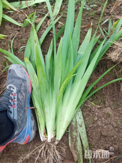 高度30厘米蓝花鸢尾