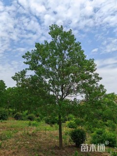 15公分精品地产乌桕