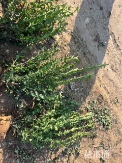 冠幅40厘米卫矛球