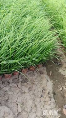 高度50厘米狼尾草