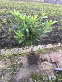 高度30厘米毛鹃小苗