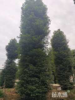 20公分金丝楠木