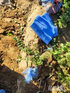 高度50厘米糯米条