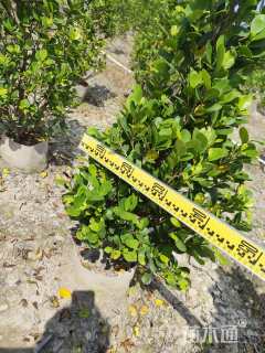 高度100厘米火山榕