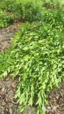 高度100厘米法国冬青