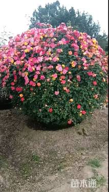 冠幅150厘米月季花球