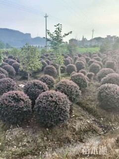 冠幅80厘米红花继木球