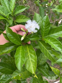 高度100厘米狗牙花